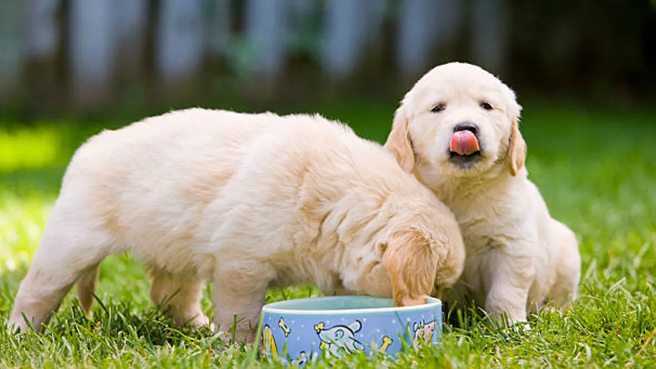 puppy drink water