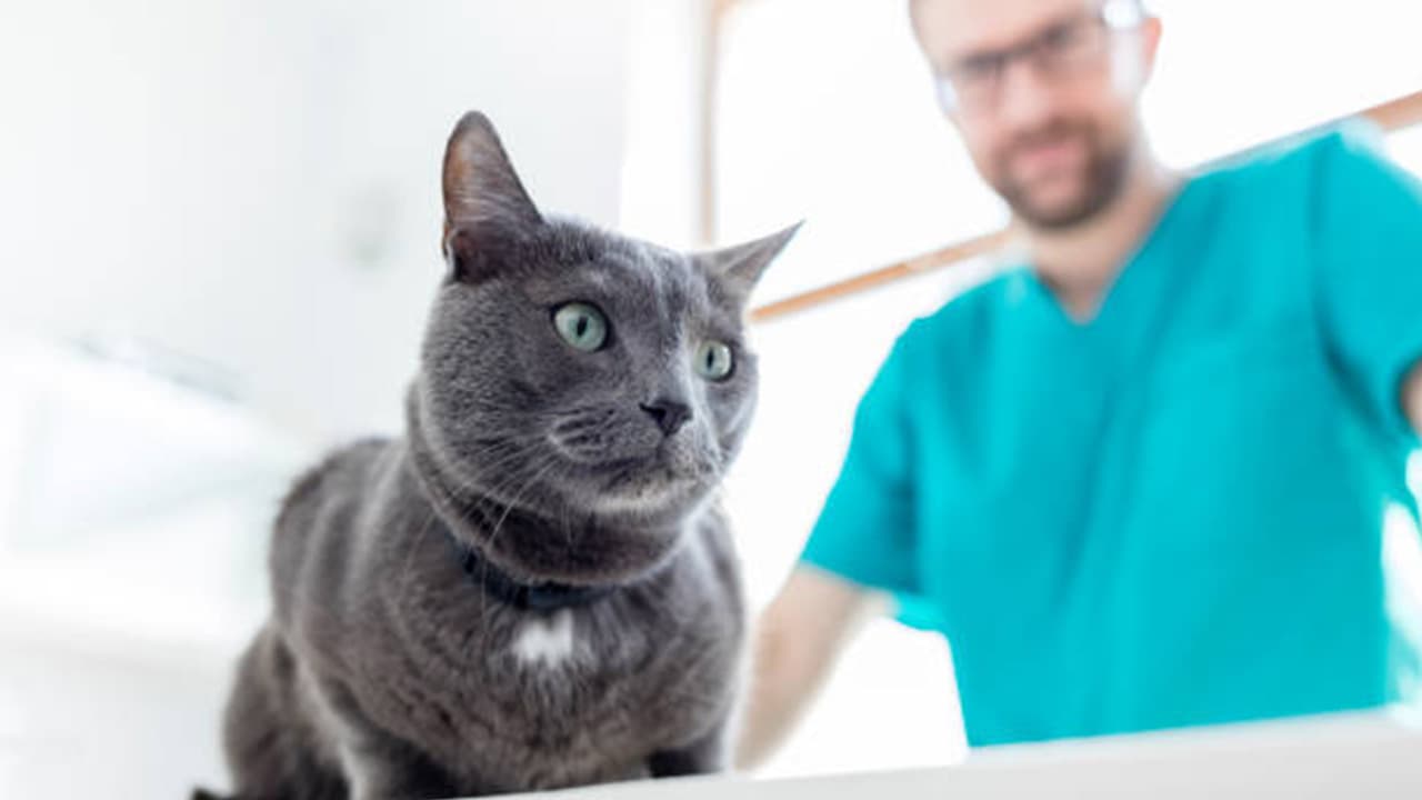 Can You Reverse Kidney Damage In Cats Cat Kidney Renal Failure Symptoms And Causes