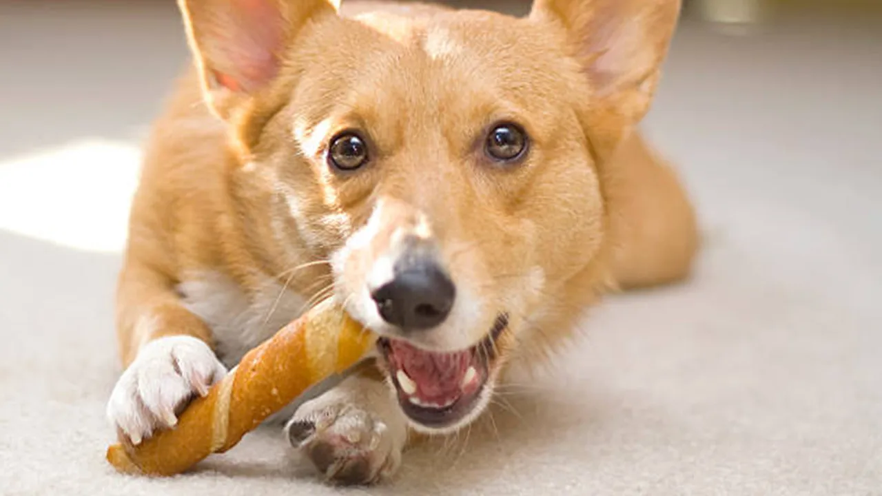 rawhide chews for small dogs