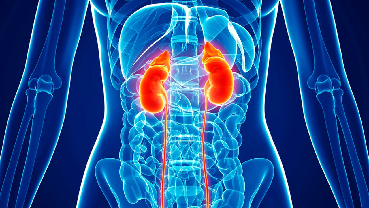 Kidney Cancer Symptoms, Diagnosis, and Treatment