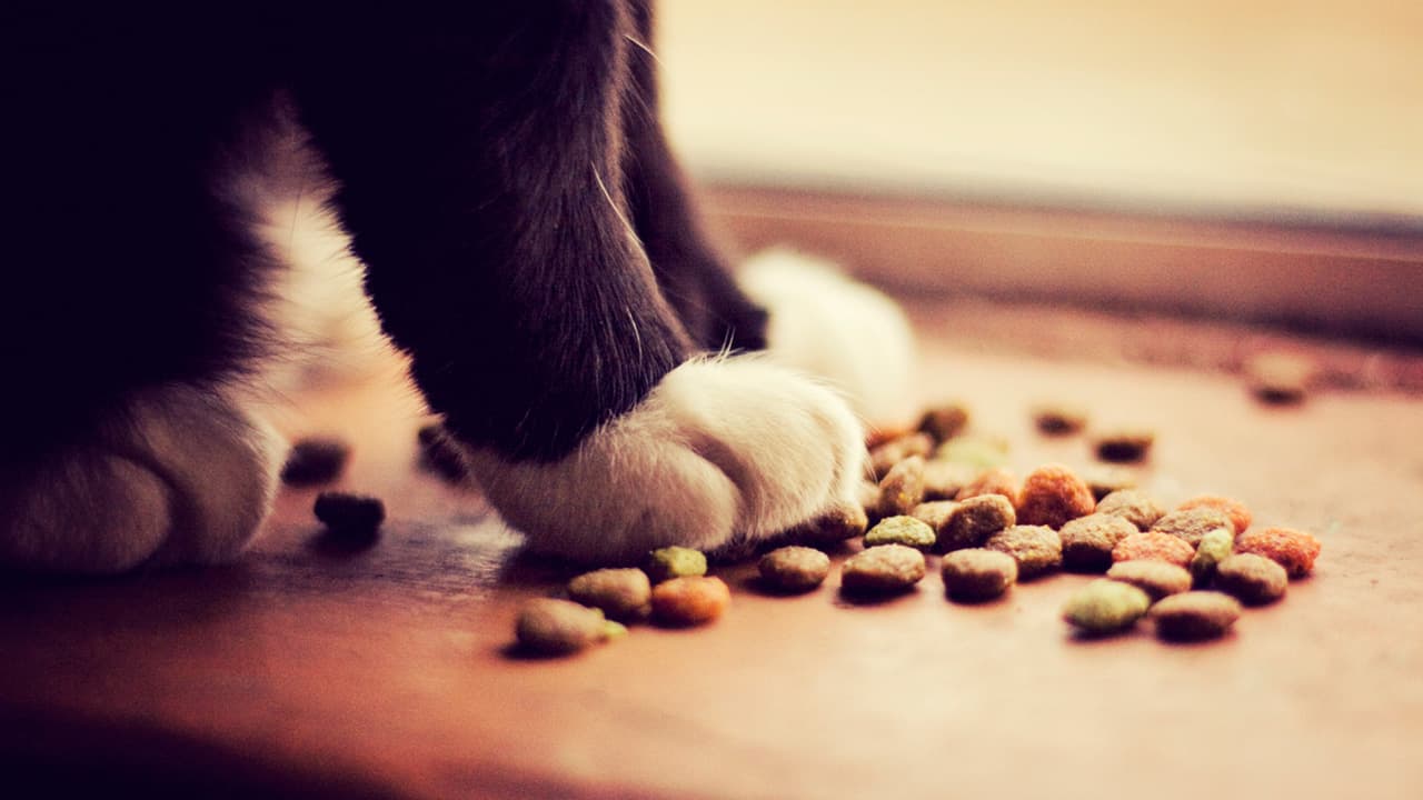 40 Best Photos My Cat Isn T Eating / Wondering Why Your Cat Isn T Eating Your Feline Pal Will Sometimes Do Things You May Not Fully Understand And Refusing To Eat Is O Cats Cat Nutrition Cat Food
