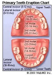 Baby Teeth: When They Come In & When They Fall Out