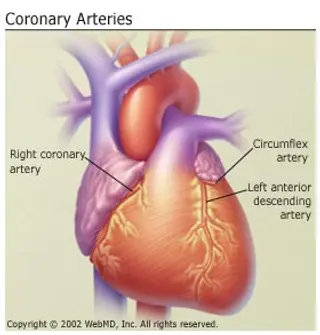 diseases affecting heart and cardiovascular system