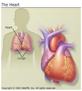 Penyakit Jantung: Jenis, Punca, dan Gejala - PENAWAR SAKIT