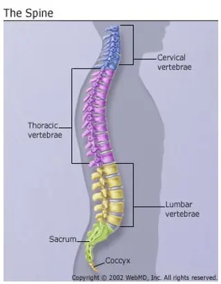 Back Pain: The Spine