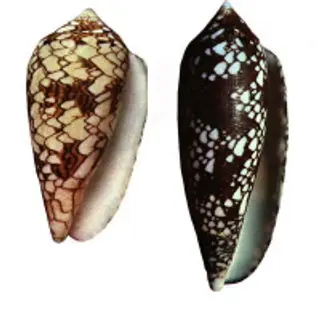 Cone Snail Shell Photo