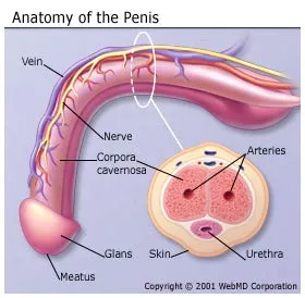penisul erect)
