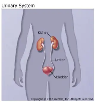 The basics on urinary tract infections from WebMD.