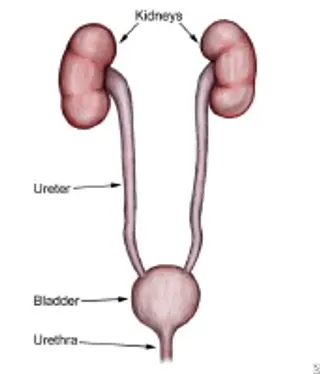 prolapsed bladder 1