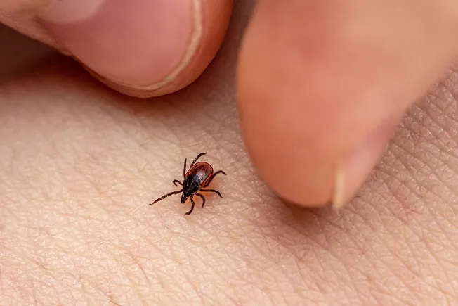 Tick-Borne Powassan Virus Can Kill -- How  to Protect Yourself 