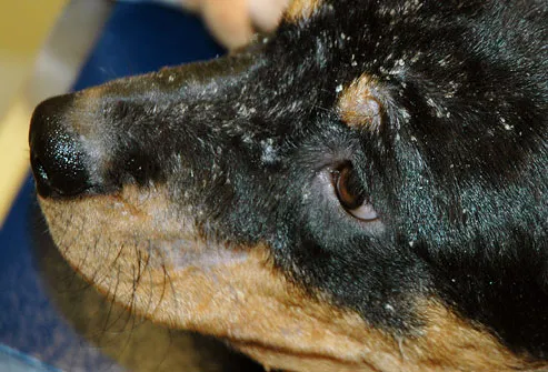 Black dog's head covered with Seborrhea