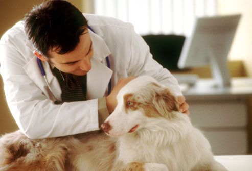 Vet examining dog with healthy coat