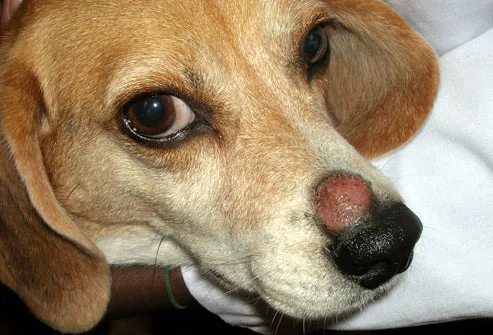 Beagle with ringworm on nose