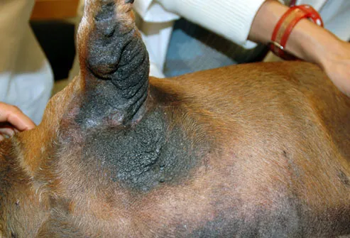 Extreme discoloration on dogs leg and back