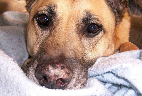 Listless dog with lupus