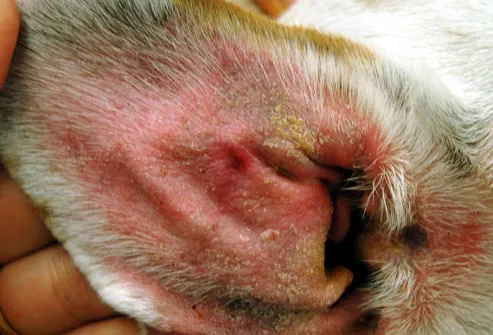 Inside of dog's ear filled with yeast