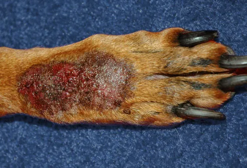Back of paw affected by acral lick dermatitis
