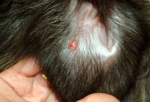 Small tumor on skin of dog's ear