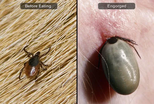 Tick before and after feeding on dog's blood