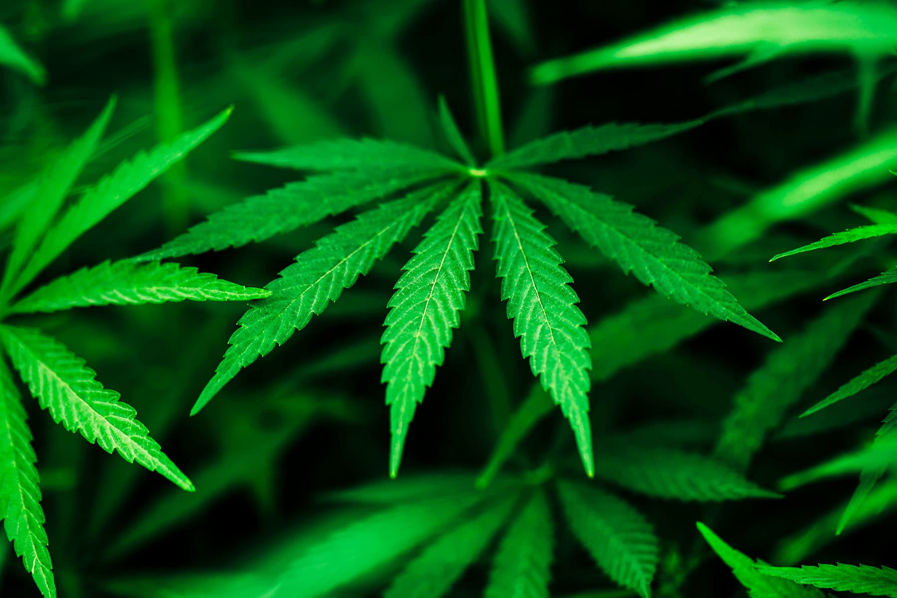 photo of marijuana plant