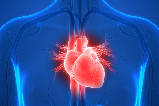 photo of human heart