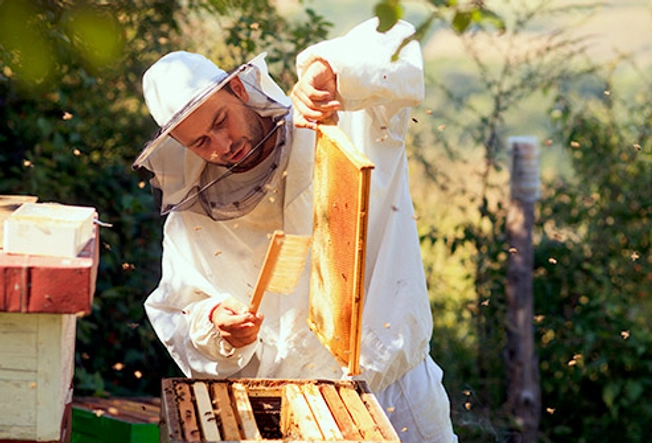 Where Does Honey Come From?