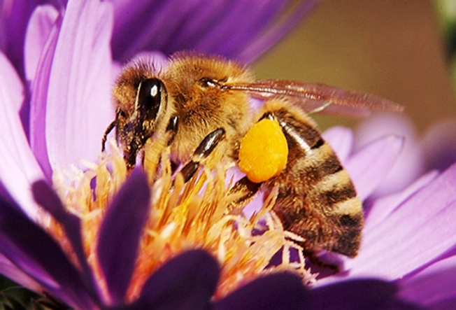 Is Honey Really Bee Barf?