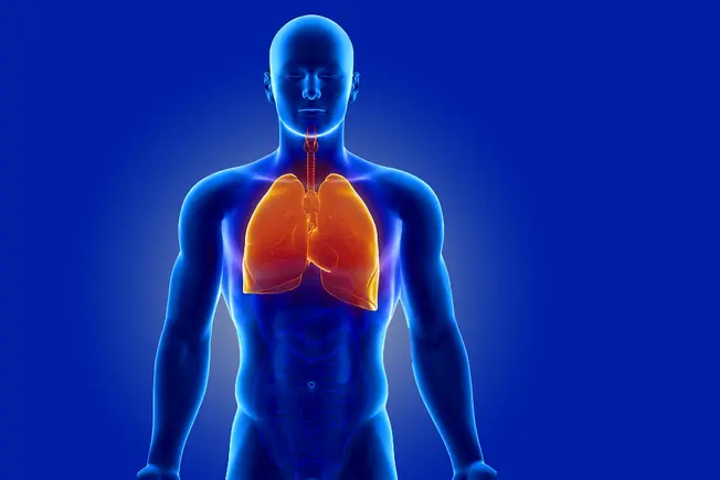 Where Are the Lungs in the Body?