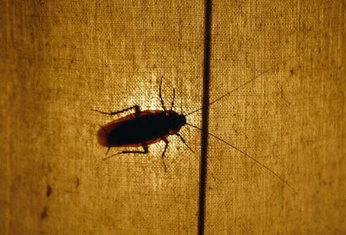 Photo of silhouetted cockroach crawling on fabric 