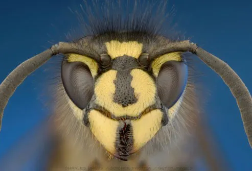 Photo of head of yellow jacket wasp
