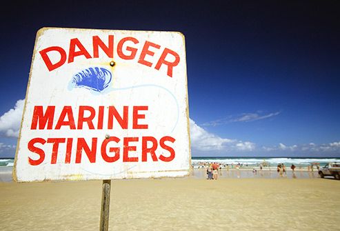 jellyfish warning sign on beach