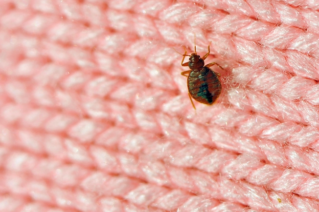 Bedbugs: Hitching a Ride