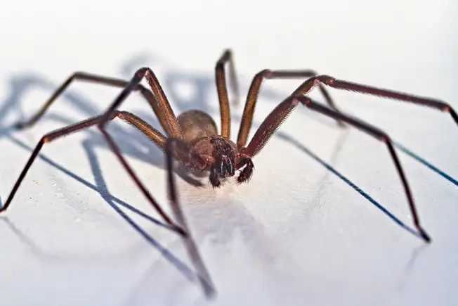 Brown Recluse Spiders Can Be Deadly