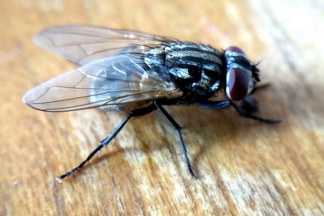 Houseflies: Dirty, Hairy!