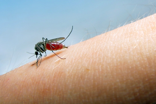 Mosquitoes: More Than Irritating!