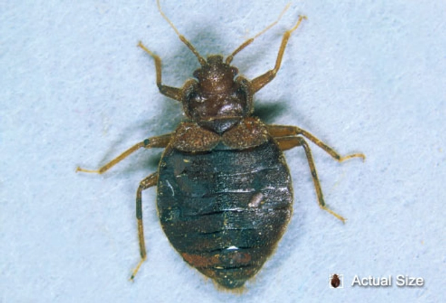Picture Of Bedbugs