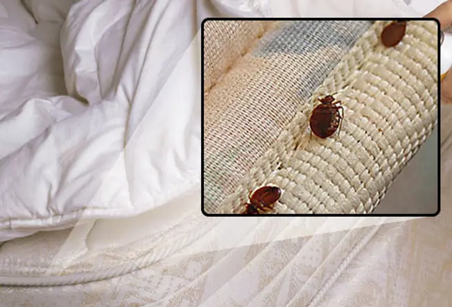 Bedbug or Imposter?