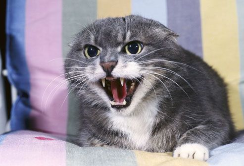 Image result for distressed cat