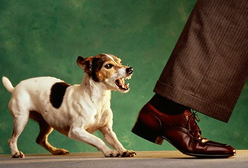 Dog nipping at businessman's heels