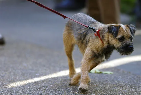 Border terrier straining leash