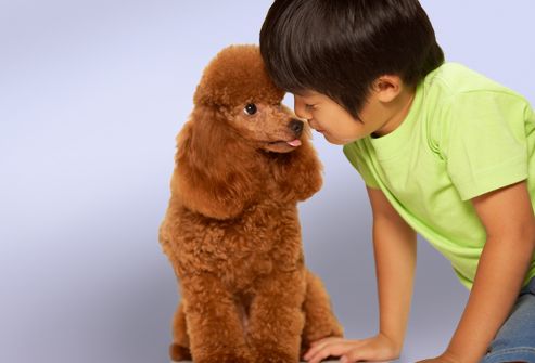 Boy With Toy Poodle