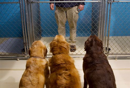 Three Dogs Looking at Man in Cage