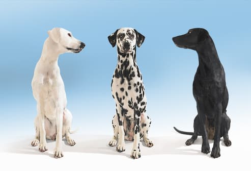 Black and white dogs looking towards dalmatian