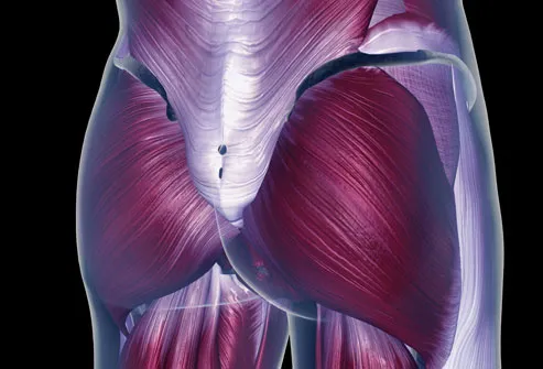 Diagram of the Pelvis Muscles