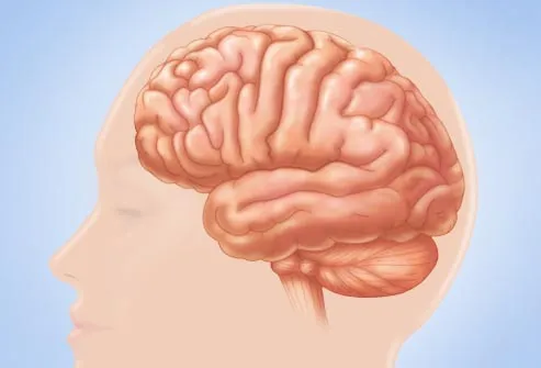 illustration of brain