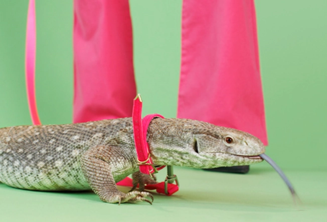 Other Pets to Consider: Reptiles