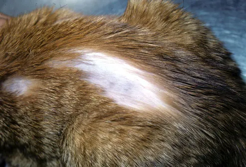 Pictures of Skin Problems in Cats