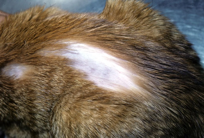 Shedding and Hair Loss (Alopecia)