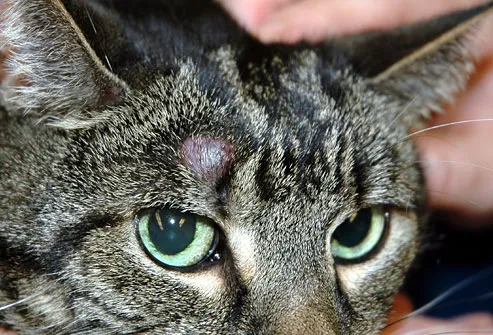 Feline tumor