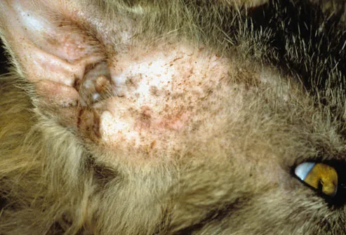 Feline yeast infection in ear